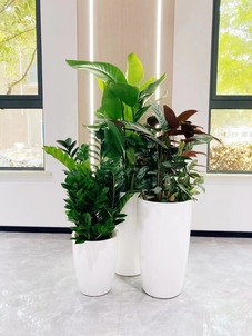 宁波杭州湾盆景租摆公司，打造独特室内景观！亡